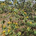 Grewia trichocarpa Hábito