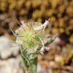 Scabiosa stellata Φρούτο