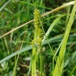 Carex vulpina Lorea