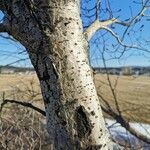 Populus tremuloides Bark