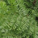 Osmunda regalis List