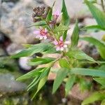 Cuphea fruticosa Flower