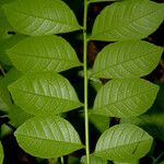 Spondias purpurea Leaf