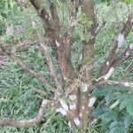Thuja occidentalis 樹皮