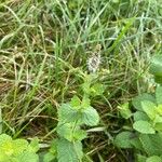 Mentha suaveolensFlower