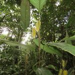 Calathea lasiostachya Leaf