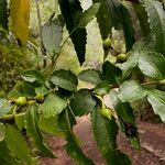 Azara lanceolata Frucht