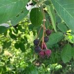 Amelanchier × lamarckiiFruit