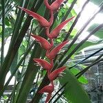 Heliconia latispatha Flower