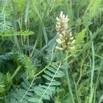 Astragalus cicer 形態