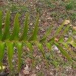 Nephrolepis abrupta Leaf