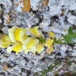 Antirrhinum latifolium Floare