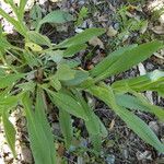 Cynoglossum creticum Leaf