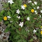 Anemone trifolia Flower