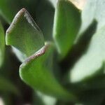 Senecio algens Blad