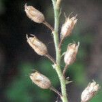 Plumbago zeylanica Fruit