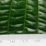 Miconia rubescens その他の提案