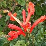 Tecomaria capensis Blüte