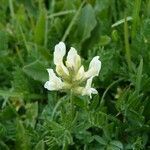 Oxytropis campestris Fiore