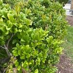 Ligustrum japonicumLeaf