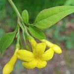 Jasminum fruticans Цветок