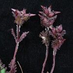 Pedicularis porrecta