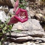 Silene vallesia Flors