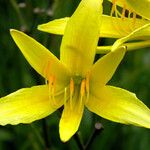 Hemerocallis citrina Цветок