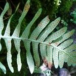 Polypodium interjectum ഇല