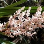 Helmholtzia glaberrima 花