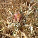 Carlina lanata Fiore