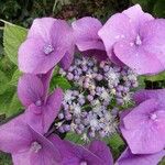 Hydrangea serrata 花