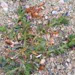 Echium arenarium Flor