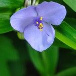 Tradescantia subaspera 花