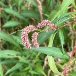 Persicaria maculosaBlomst