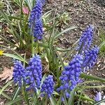 Muscari botryoidesFlower