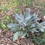 Pardoglossum cheirifolium Leaf