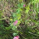 Trifolium lupinaster Vekstform