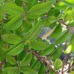 Lagerstroemia indica Leaf