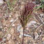 Bromus rubens Hoja