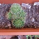 Mammillaria decipiens Foglia