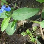 Commelina latifolia Liść