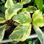 Peperomia tricolor Hostoa