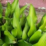 Hosta lancifolia ᱥᱟᱠᱟᱢ