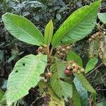 Saurauia montana Leaf