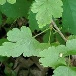Ribes cynosbati 葉