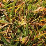 Oxychloe andina Other