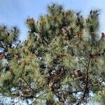 Pinus canariensis 花