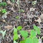 Dioscorea villosa Blatt