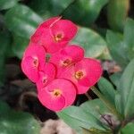 Euphorbia hislopii Cvet
